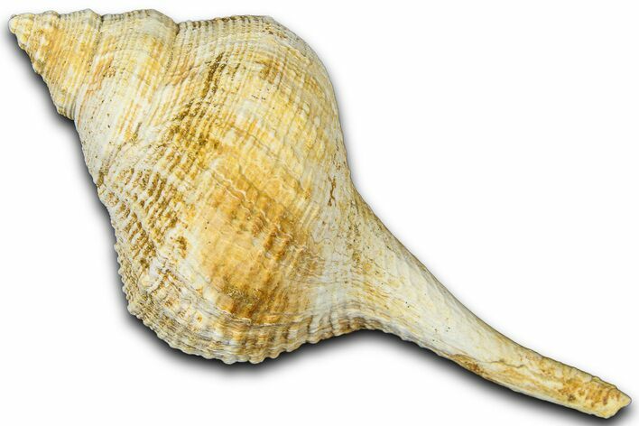 Miocene Fossil Sea Snail (Euthriofusus) Shell - France #365544